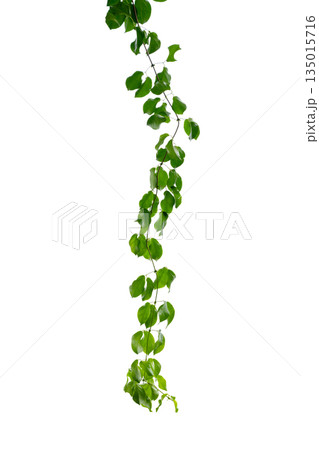 vine frame leaf vine isolates on a white background vine frame leaf vine isolates on a white background 135015716