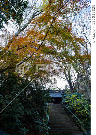 鎌倉251223 妙本寺7 紅葉 鎌倉251223 妙本寺7 紅葉 135015829