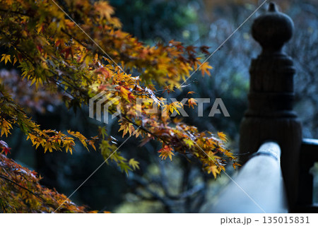 鎌倉251223 妙本寺9 紅葉 鎌倉251223 妙本寺9 紅葉 135015831