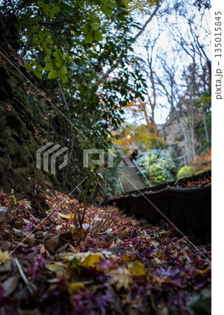 鎌倉251223　妙本寺5　紅葉 135015845