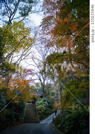 鎌倉251223 妙本寺6 紅葉 鎌倉251223 妙本寺6 紅葉 135015846