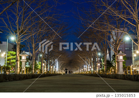 鎌倉251223　鶴岡八幡宮2　段葛夜 135015853