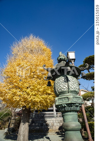 鎌倉251217 本覚寺4 黄葉 鎌倉251217 本覚寺4 黄葉 135015859