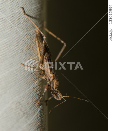 Assassin bug Oncocephalus sp. Assassin bug Oncocephalus sp. 135015994