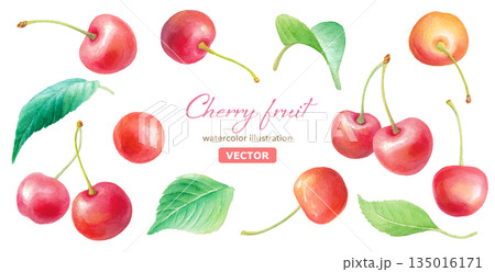 水彩のさくらんぼと葉のイラストセット 装飾素材 (ベクター) 水彩のさくらんぼと葉のイラストセット 装飾素材 (ベクター) 135016171