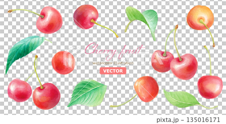 水彩のさくらんぼと葉のイラストセット 装飾素材 (ベクター) 水彩のさくらんぼと葉のイラストセット 装飾素材 (ベクター) 135016171