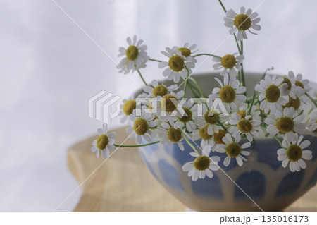 白背景に器に飾ったマトリカリアの花（柔らかな光・余白あり） 135016173