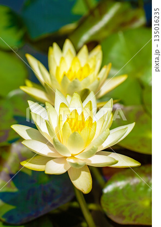 家の周りの草花 四季の色々 水生植物園の温室に美しいスイレンの花が咲きました 家の周りの草花 四季の色々 水生植物園の温室に美しいスイレンの花が咲きました 135016235