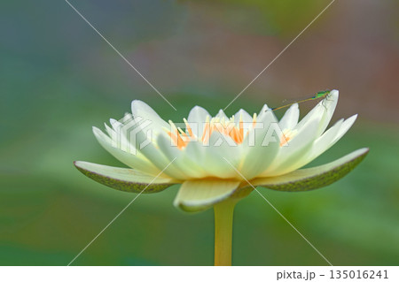 家の周りの草花 四季の色々 水生植物園の温室に美しいスイレンの花が咲きました 家の周りの草花 四季の色々 水生植物園の温室に美しいスイレンの花が咲きました 135016241