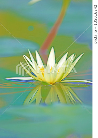 家の周りの草花　四季の色々　水生植物園の温室に美しいスイレンの花が咲きました　 135016242