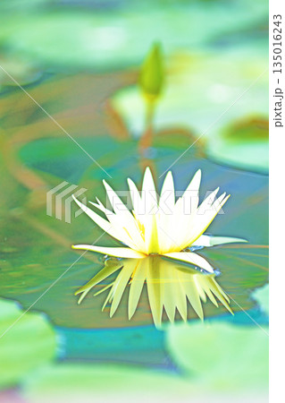 家の周りの草花 四季の色々 水生植物園の温室に美しいスイレンの花が咲きました 家の周りの草花 四季の色々 水生植物園の温室に美しいスイレンの花が咲きました 135016243