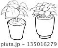 シンプルなイラスト　線画　観葉植物 135016279
