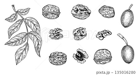 Walnuts set vector line ink illustration. Hand drawn leaf branch, ripening pods in shell, peeled nuts and open walnut kernel monochrome realistic graphic black and white sketch clip art. 135016280