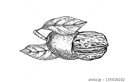 Walnut nuts in green peel and in textured brown shell vector black and white line ink illustration. Monochrome unpeeled pods etching drawing. Hand drawn organic healthy natural nut 135016282