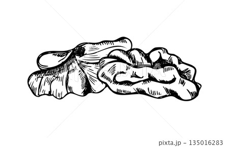 Walnut kernels monochrome vector isolated composition. Peeled nut pieces etching drawing. Chopped dried nuts illustration for food packaging, autumn designs, culinary blogs 135016283