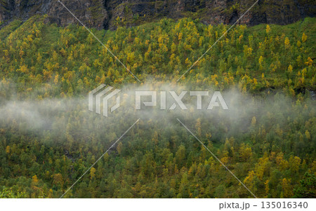 Misty autumn forest hillside with yellow birch trees in Finnish Lapland 135016340