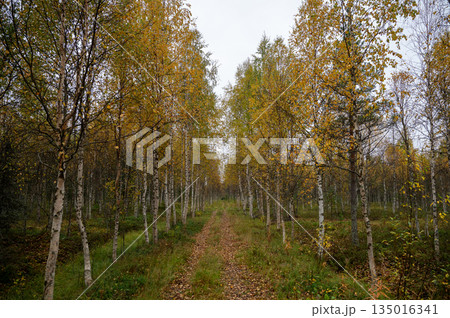 Autumn birch forest path with yellow leaves in Finnish Lapland 135016341
