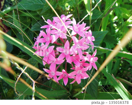 ピンク色の可愛いペンタスの花 135016378