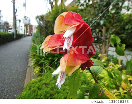 道端に咲く赤いコエビソウの花 道端に咲く赤いコエビソウの花 135016388