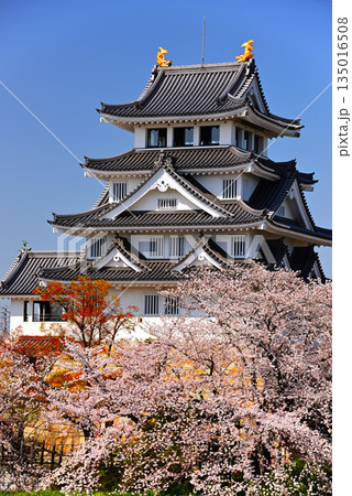 満開の桜と豊臣秀吉ゆかりの墨俣一夜城4 135016508