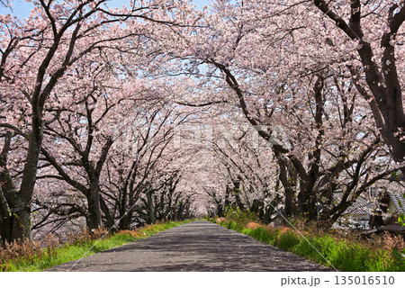 桜のトンネルと散歩道【墨俣地区の犀川堤】 桜のトンネルと散歩道【墨俣地区の犀川堤】 135016510