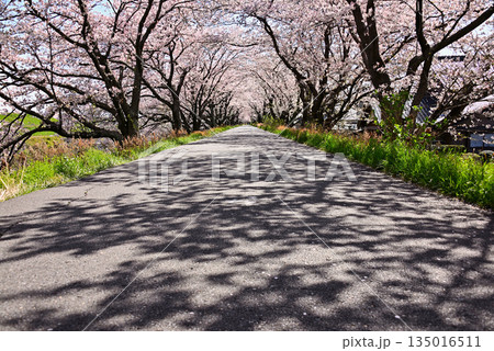 桜のトンネルに続く木漏れ日の道【墨俣地区の犀川堤】 135016511