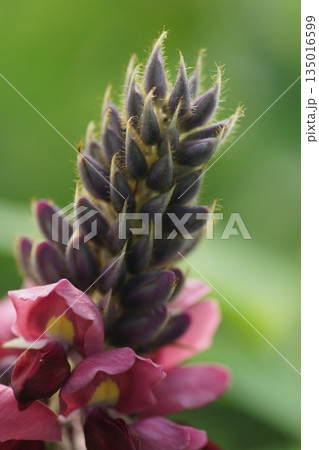 葛の花 葛の花 135016599