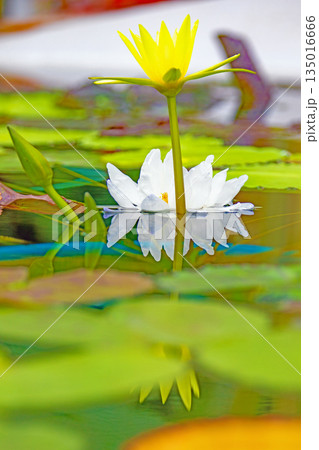 家の周りの草花　四季の色々　水生植物園の温室に美しいスイレンの花が咲きました　 135016666