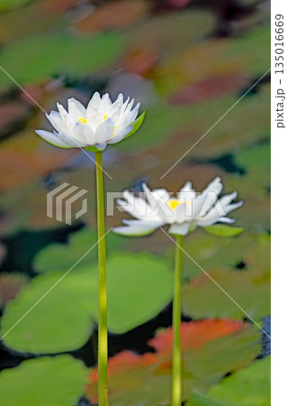 家の周りの草花　四季の色々　水生植物園の温室に美しいスイレンの花が咲きました　 135016669