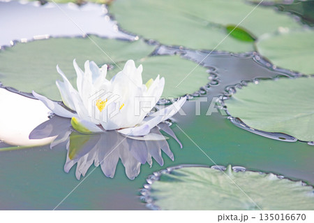 家の周りの草花　四季の色々　水生植物園の温室に美しいスイレンの花が咲きました　 135016670