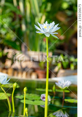家の周りの草花 四季の色々 水生植物園の温室に美しいスイレンの花が咲きました 家の周りの草花 四季の色々 水生植物園の温室に美しいスイレンの花が咲きました 135016675