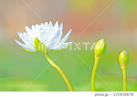 家の周りの草花 四季の色々 水生植物園の温室に美しいスイレンの花が咲きました 家の周りの草花 四季の色々 水生植物園の温室に美しいスイレンの花が咲きました 135016676