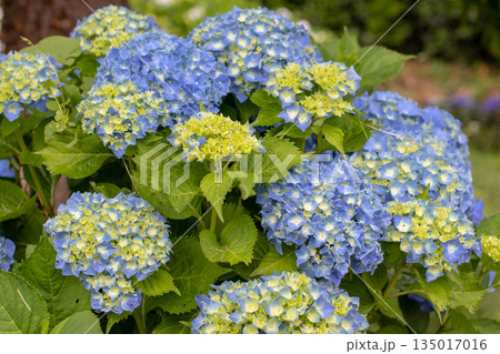 Light blue hydrangea blooms with pale yellow buds in garden Light blue hydrangea blooms with pale yellow buds in garden 135017016