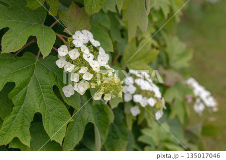 White oakleaf hydrangea flowers close up. Hydrangea quercifolia. Oak-Leaved Hydrangea White oakleaf hydrangea flowers close up. Hydrangea quercifolia. Oak-Leaved Hydrangea 135017046