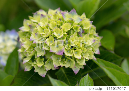 Emerging hydrangea macrophylla bloom with green yellow petals turning purple Emerging hydrangea macrophylla bloom with green yellow petals turning purple 135017047