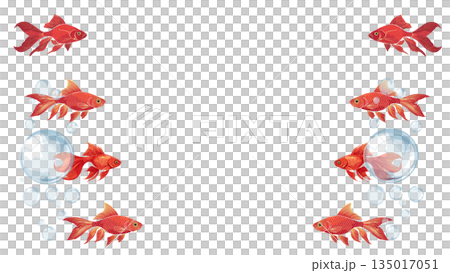 金魚が泳いでいる夏イメージのイラスト 金魚が泳いでいる夏イメージのイラスト 135017051