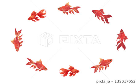 金魚が泳いでいる夏イメージのフレームイラスト 135017052