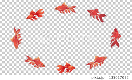 金魚が泳いでいる夏イメージのフレームイラスト 135017052
