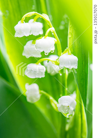 家の周りの草花　四季の色々　庭の木陰に白い小さなスズラン花が咲き始めましたました 135017070