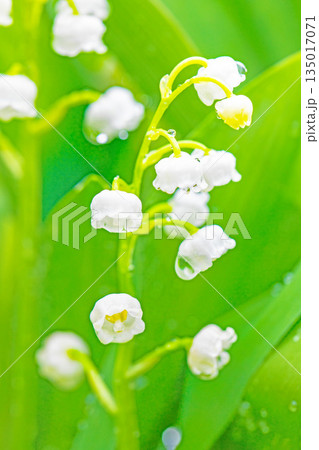 家の周りの草花　四季の色々　庭の木陰に白い小さなスズラン花が咲き始めましたました 135017071