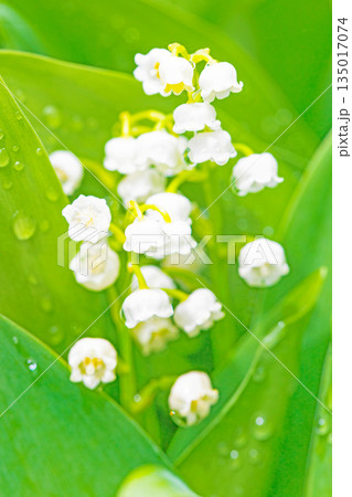 家の周りの草花 四季の色々 庭の木陰に白い小さなスズラン花が咲き始めましたました 家の周りの草花 四季の色々 庭の木陰に白い小さなスズラン花が咲き始めましたました 135017074