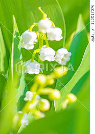 家の周りの草花　四季の色々　庭の木陰に白い小さなスズラン花が咲き始めましたました 135017076