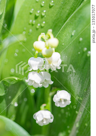 家の周りの草花 四季の色々 庭の木陰に白い小さなスズラン花が咲き始めましたました 家の周りの草花 四季の色々 庭の木陰に白い小さなスズラン花が咲き始めましたました 135017077