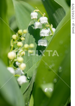 家の周りの草花　四季の色々　庭の木陰に白い小さなスズラン花が咲き始めましたました 135017079