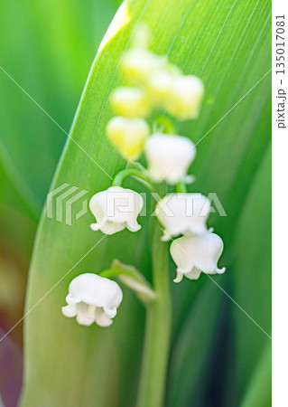 家の周りの草花 四季の色々 庭の木陰に白い小さなスズラン花が咲き始めましたました 家の周りの草花 四季の色々 庭の木陰に白い小さなスズラン花が咲き始めましたました 135017081