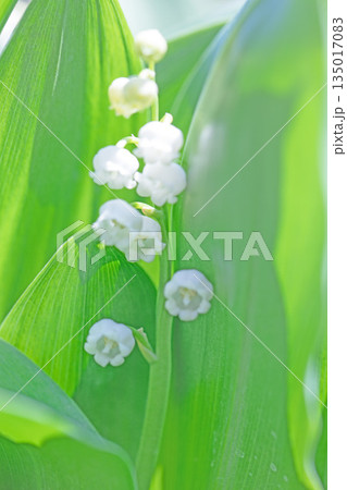 家の周りの草花 四季の色々 庭の木陰に白い小さなスズラン花が咲き始めましたました 家の周りの草花 四季の色々 庭の木陰に白い小さなスズラン花が咲き始めましたました 135017083