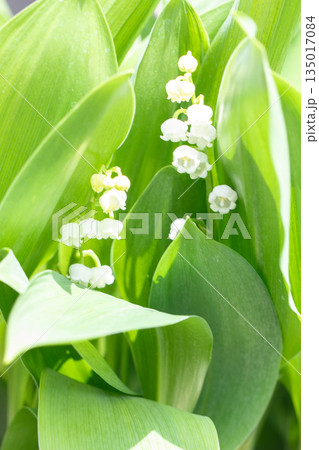 家の周りの草花 四季の色々 庭の木陰に白い小さなスズラン花が咲き始めましたました 家の周りの草花 四季の色々 庭の木陰に白い小さなスズラン花が咲き始めましたました 135017084