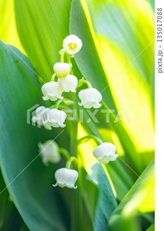 家の周りの草花　四季の色々　庭の木陰に白い小さなスズラン花が咲き始めましたました 135017088