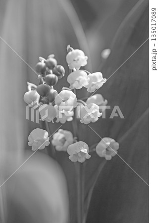 家の周りの草花 四季の色々 庭の木陰に白い小さなスズラン花が咲き始めましたました 家の周りの草花 四季の色々 庭の木陰に白い小さなスズラン花が咲き始めましたました 135017089