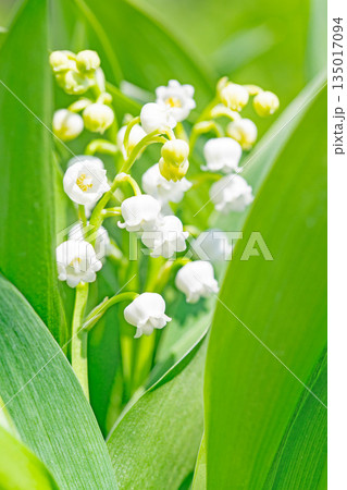 家の周りの草花 四季の色々 庭の木陰に白い小さなスズラン花が咲き始めましたました 家の周りの草花 四季の色々 庭の木陰に白い小さなスズラン花が咲き始めましたました 135017094